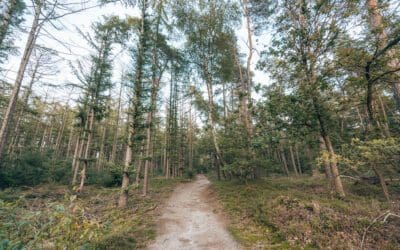7x wandelen Sallandse Heuvelrug