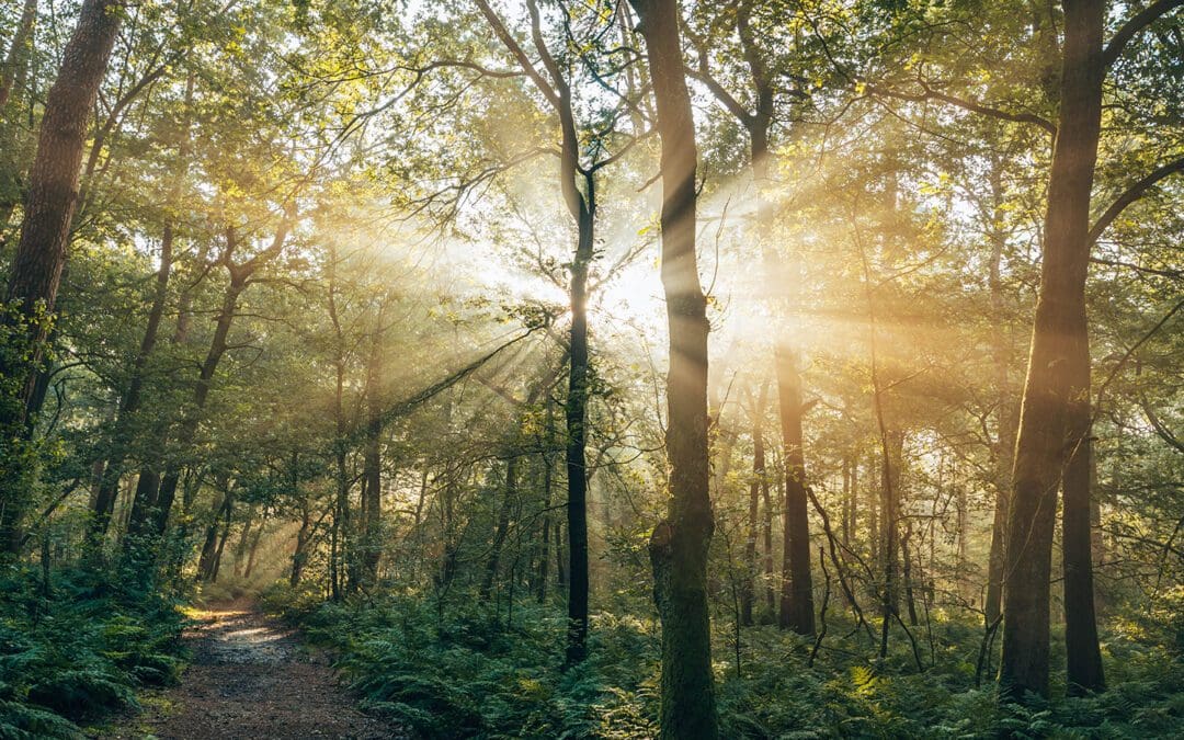 wandelen op de Utrechtse Heuvelrug
