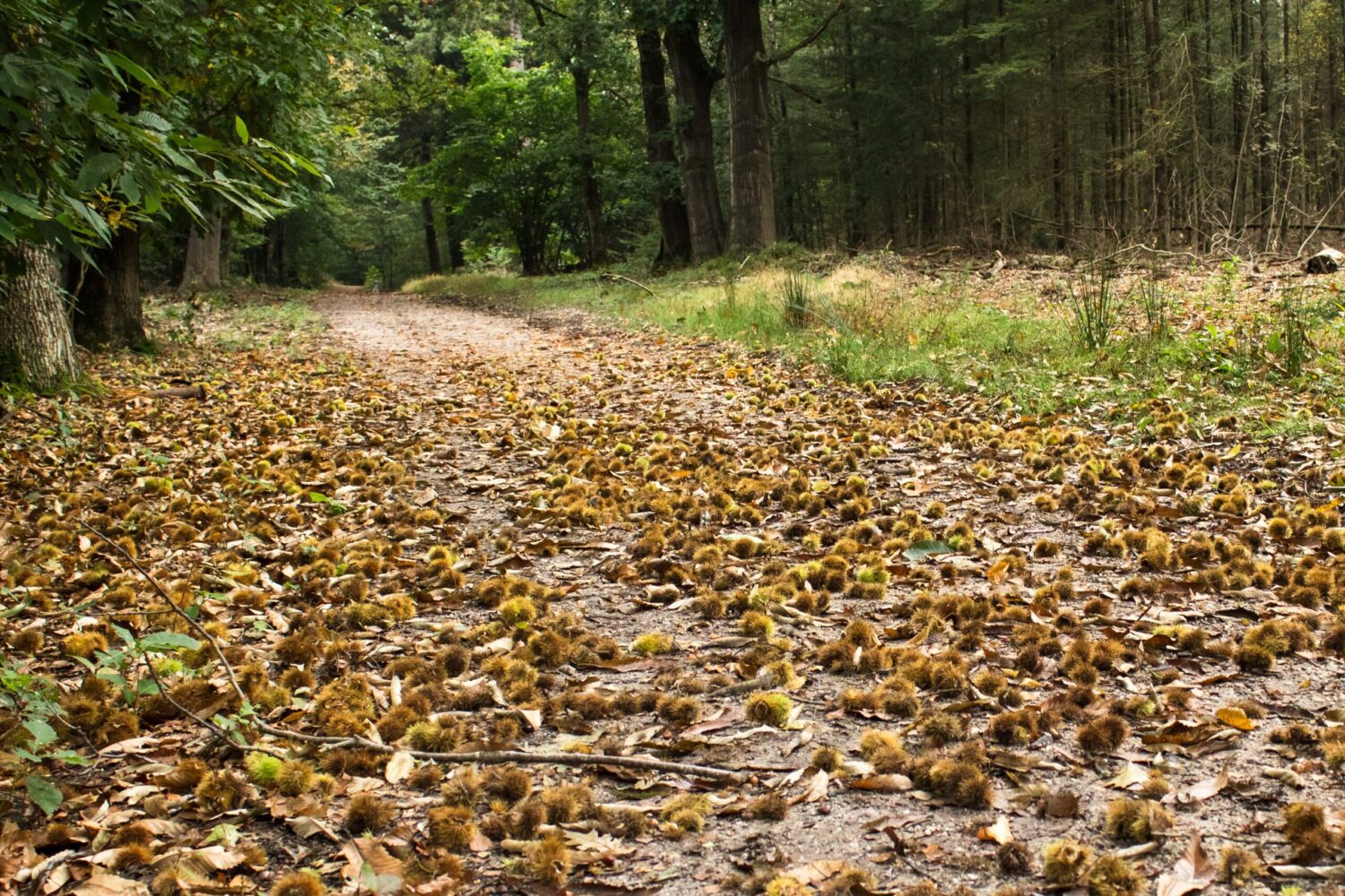 wandelen Kwintelooijen