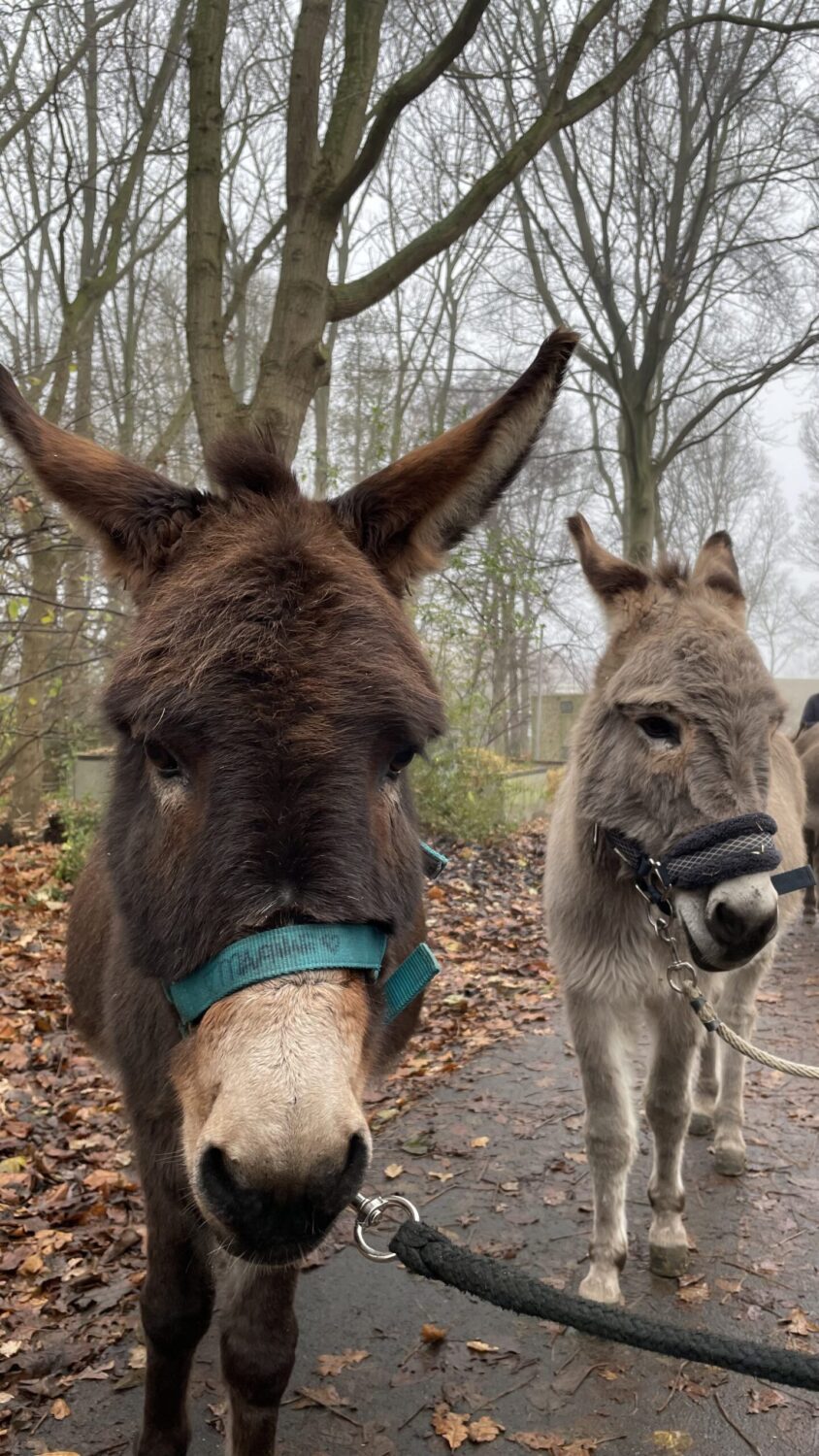 Wandelen met ezeltjes