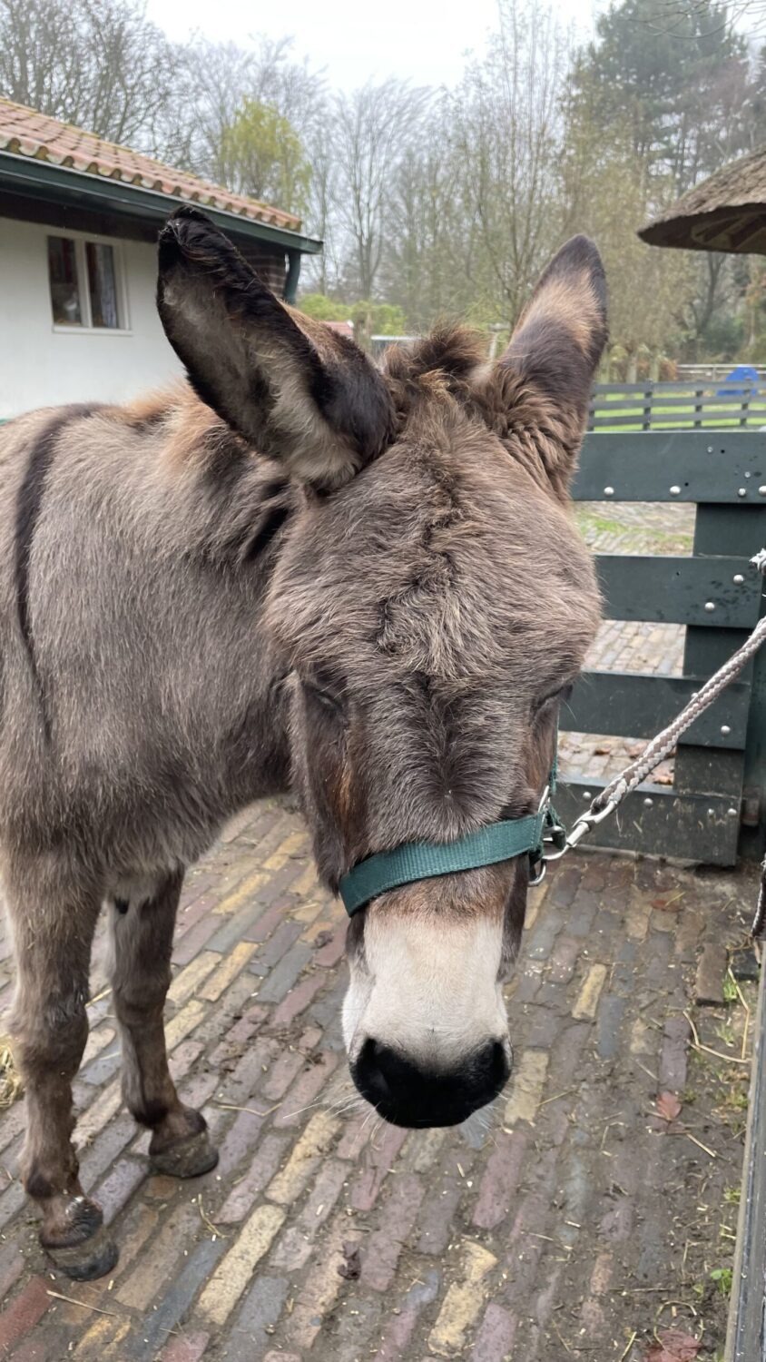 Wandelen met ezeltjes