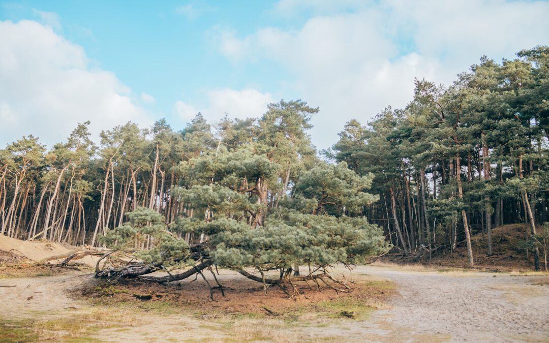 wandelen bornia