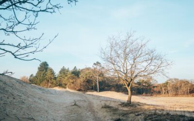 De Konikroute in Nationaal Park Zuid-Kennemerland