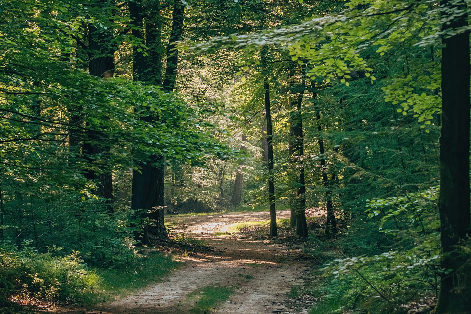 Sprengenroute Veluwe