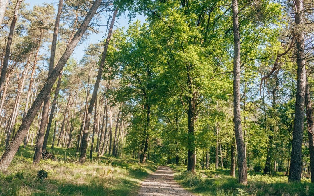 Sprengenroute Veluwe
