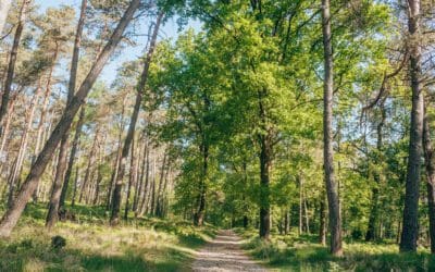 De Veluwe Sprengenroute