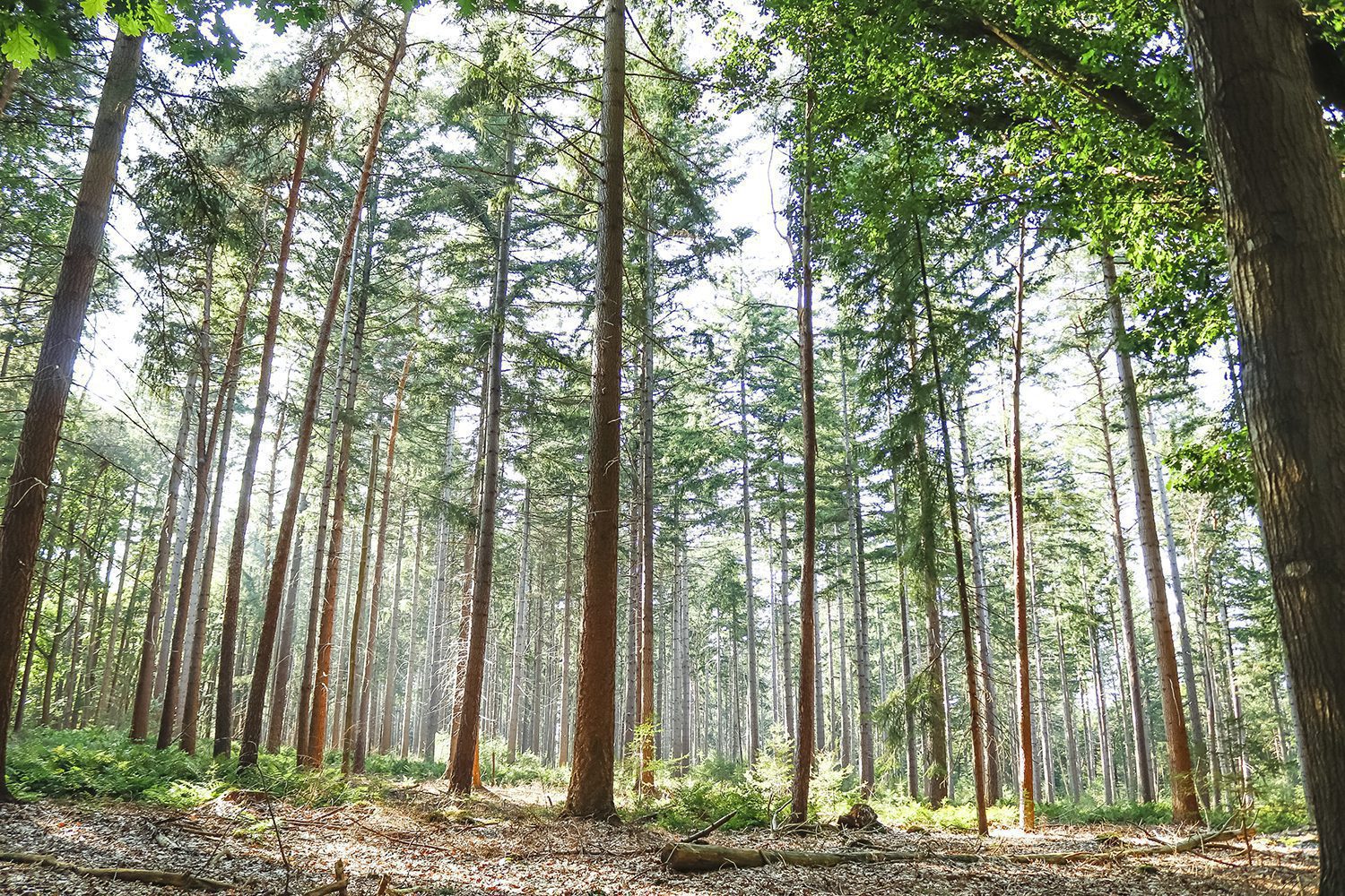 Wandelen Holterberg