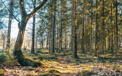 Mooiste wandelroutes Hart van Drenthe 