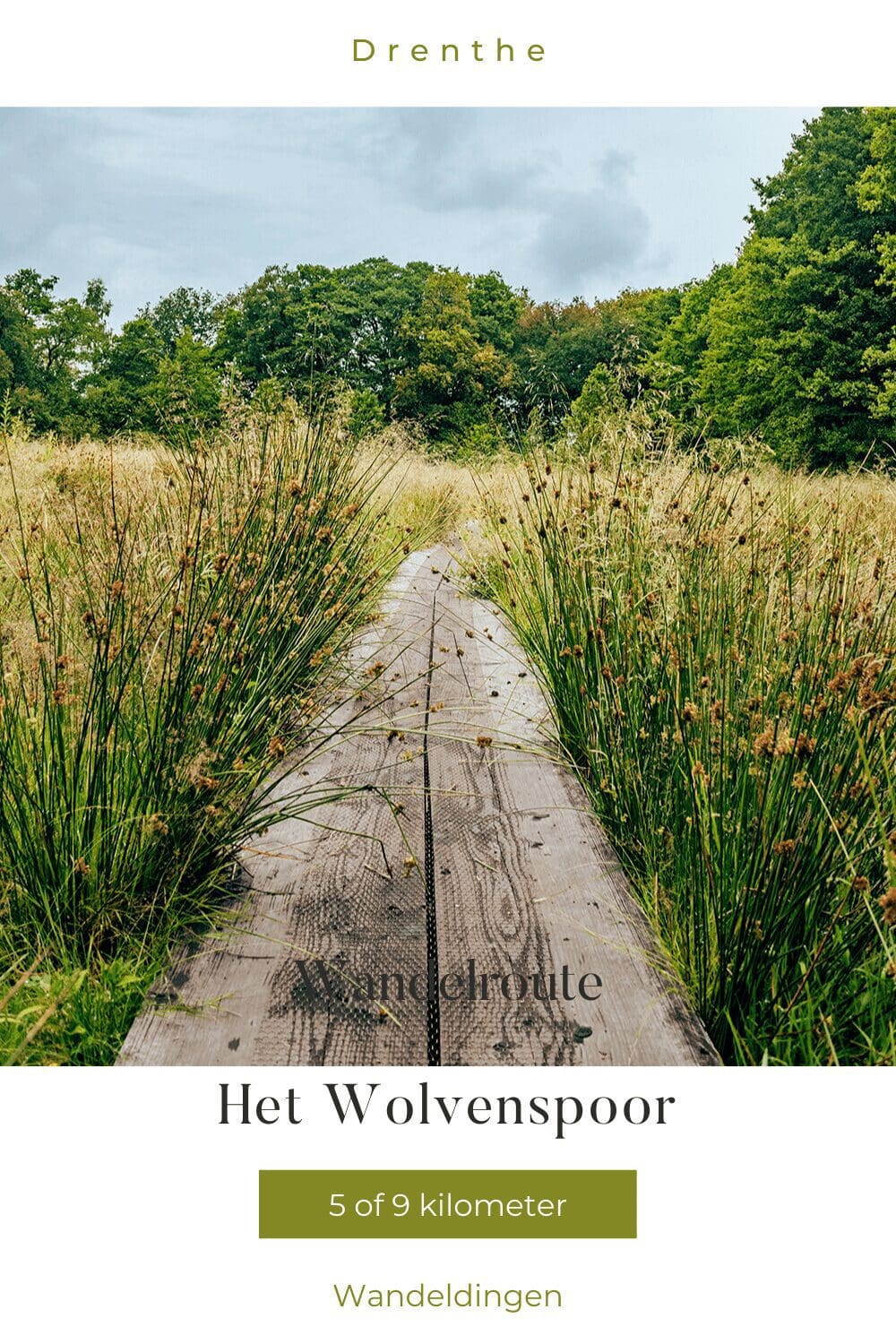 Wolvenspoor