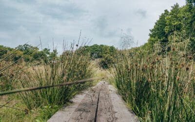 Wandelroute Wolvenspoor Drenthe  