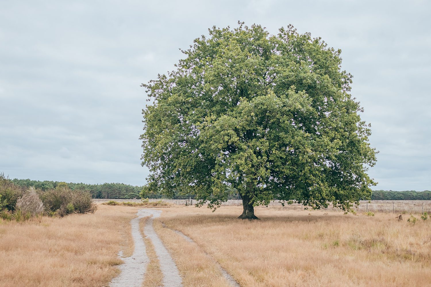 bussumerheide