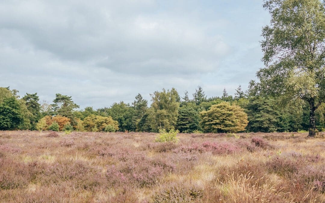 bussumerheide