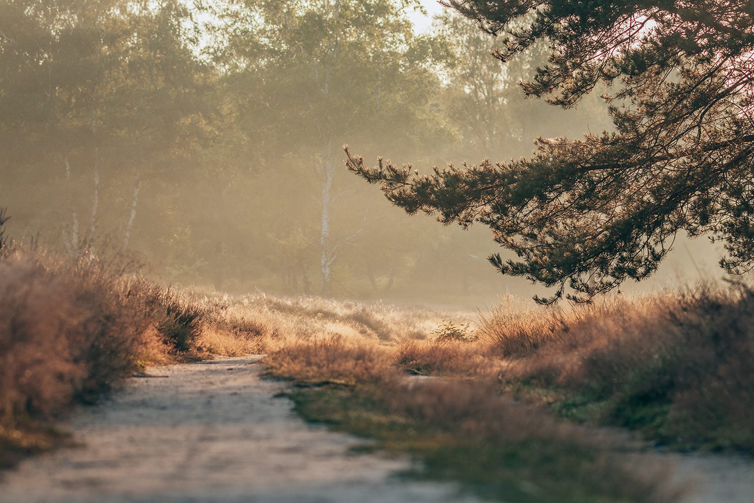 Wandeling Wolfheze