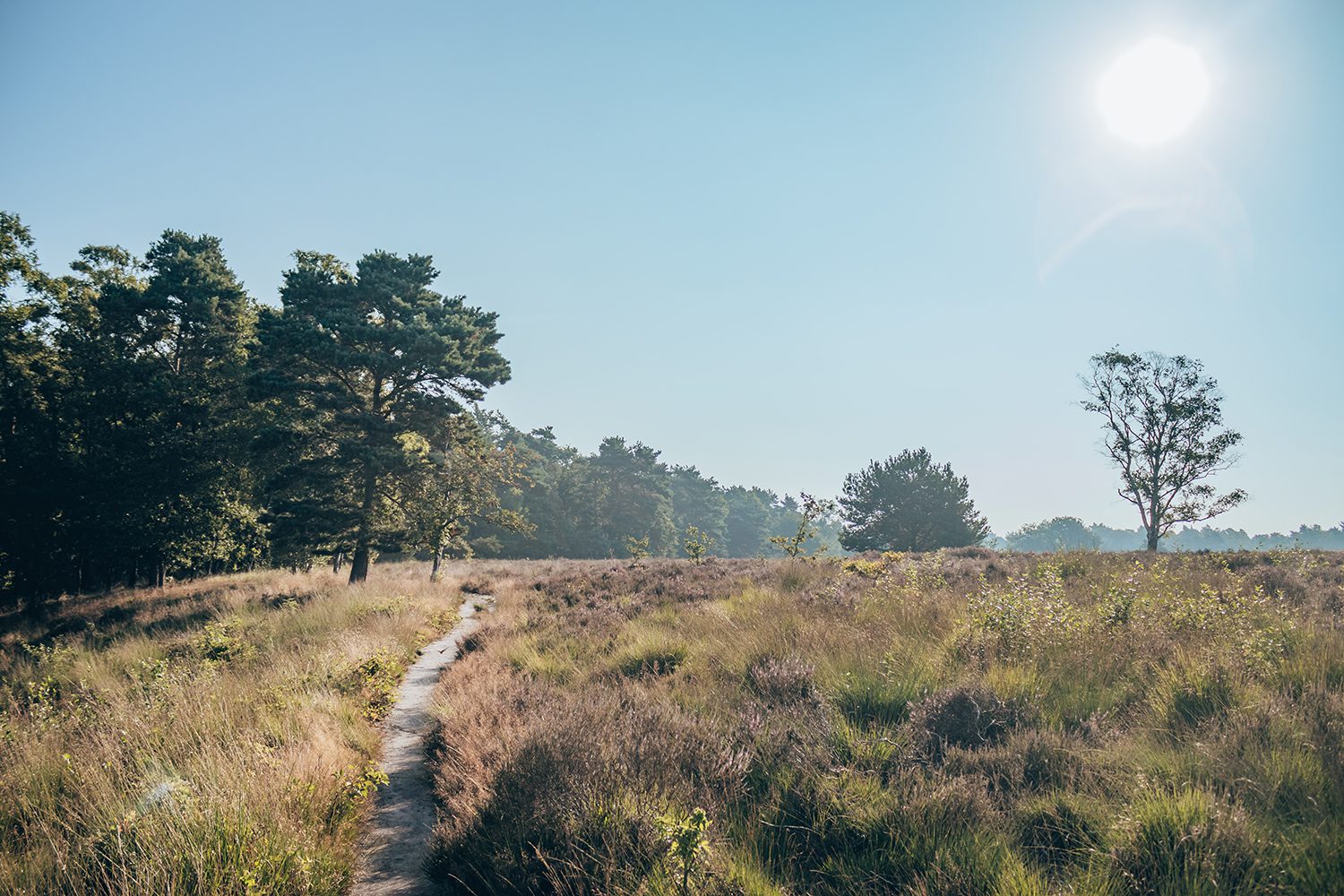 Wandeling Wolfheze