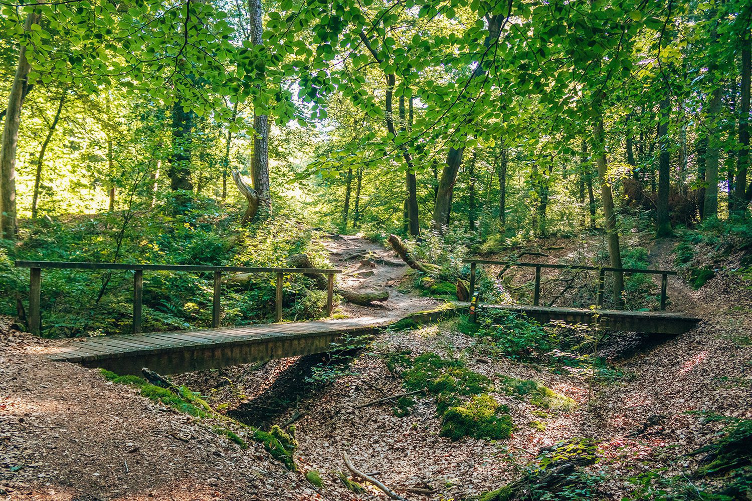 Wandeling Wolfheze