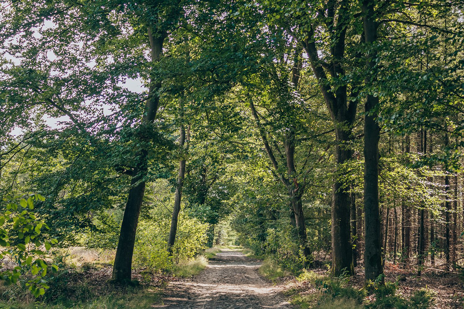 Trage tocht Den Treek