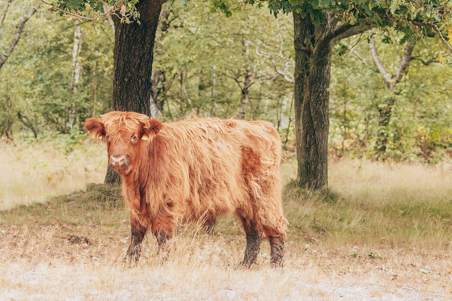 vlonderpad huis ter heide