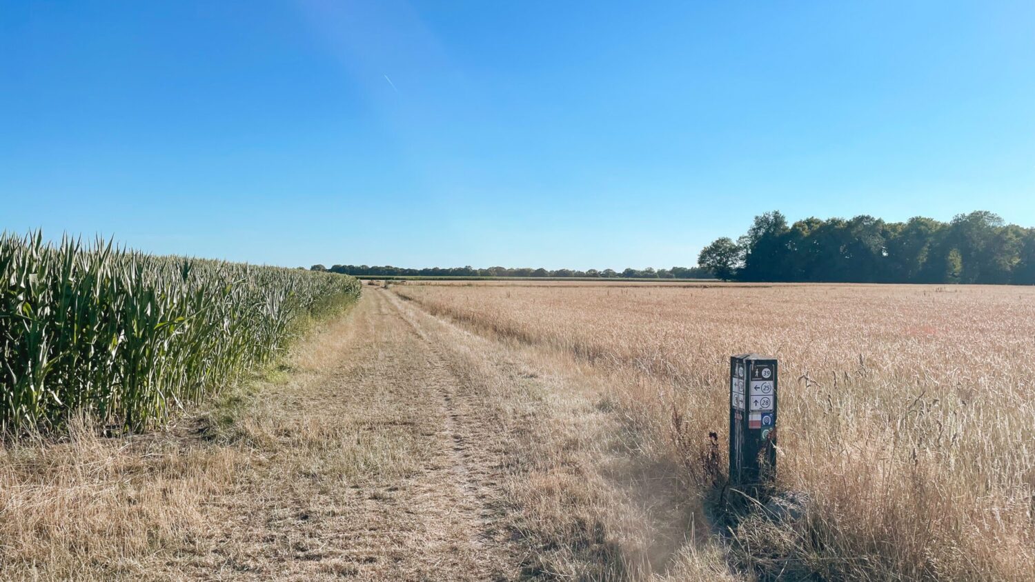 Wandelroute Dwingelderveld