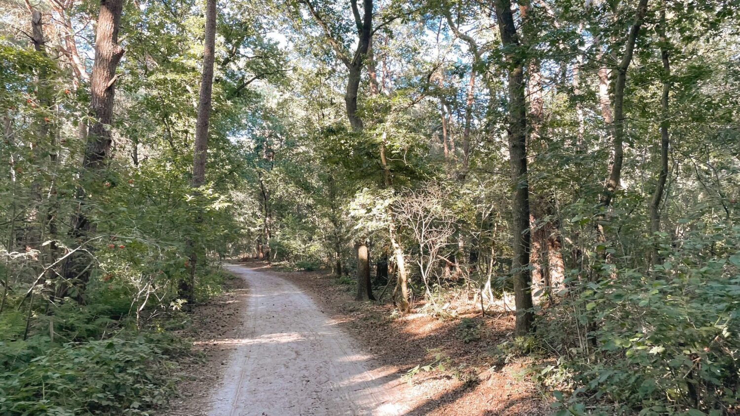 Wandelroute Dwingelderveld