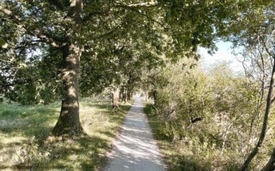 Wandelroute Dwingelderveld