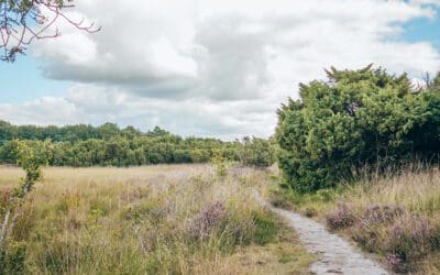Rode wandelroute Mantingerveld