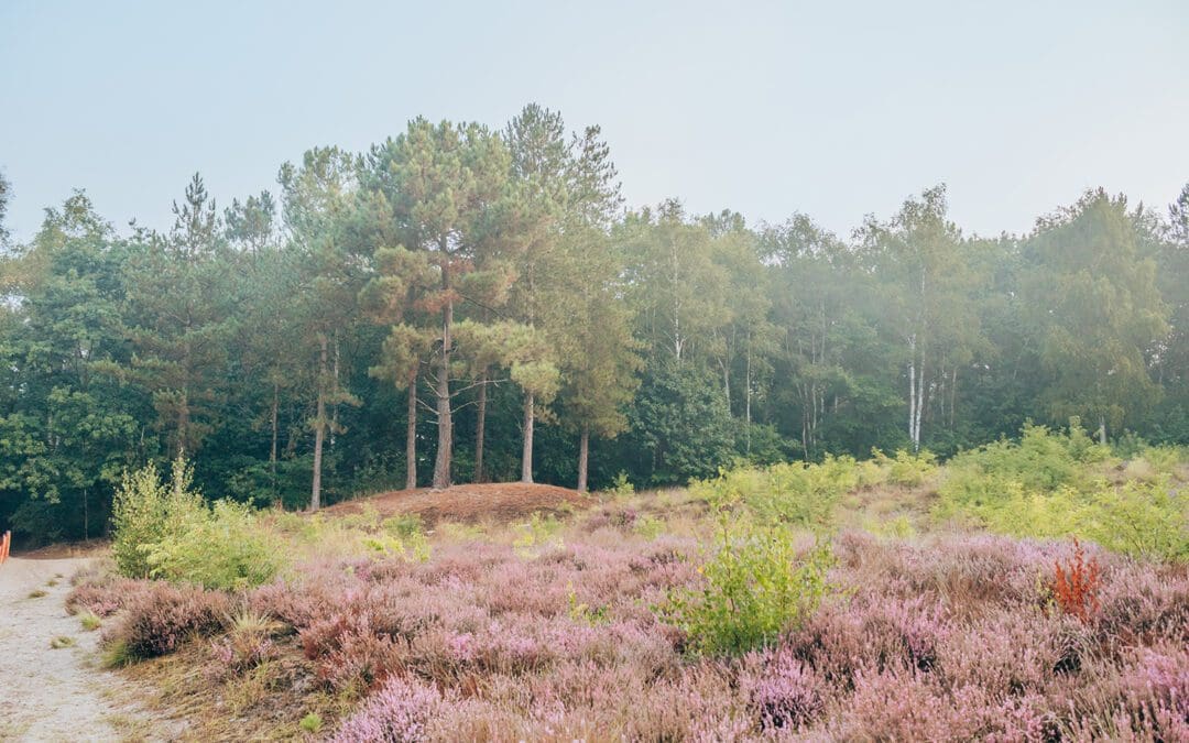 abdijbos ossendrecht