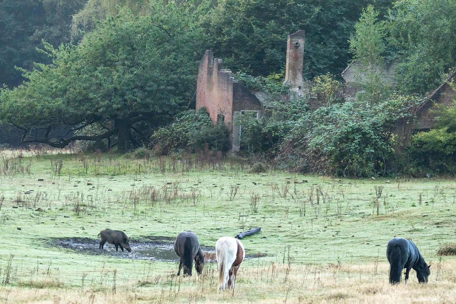 Herikhuizen