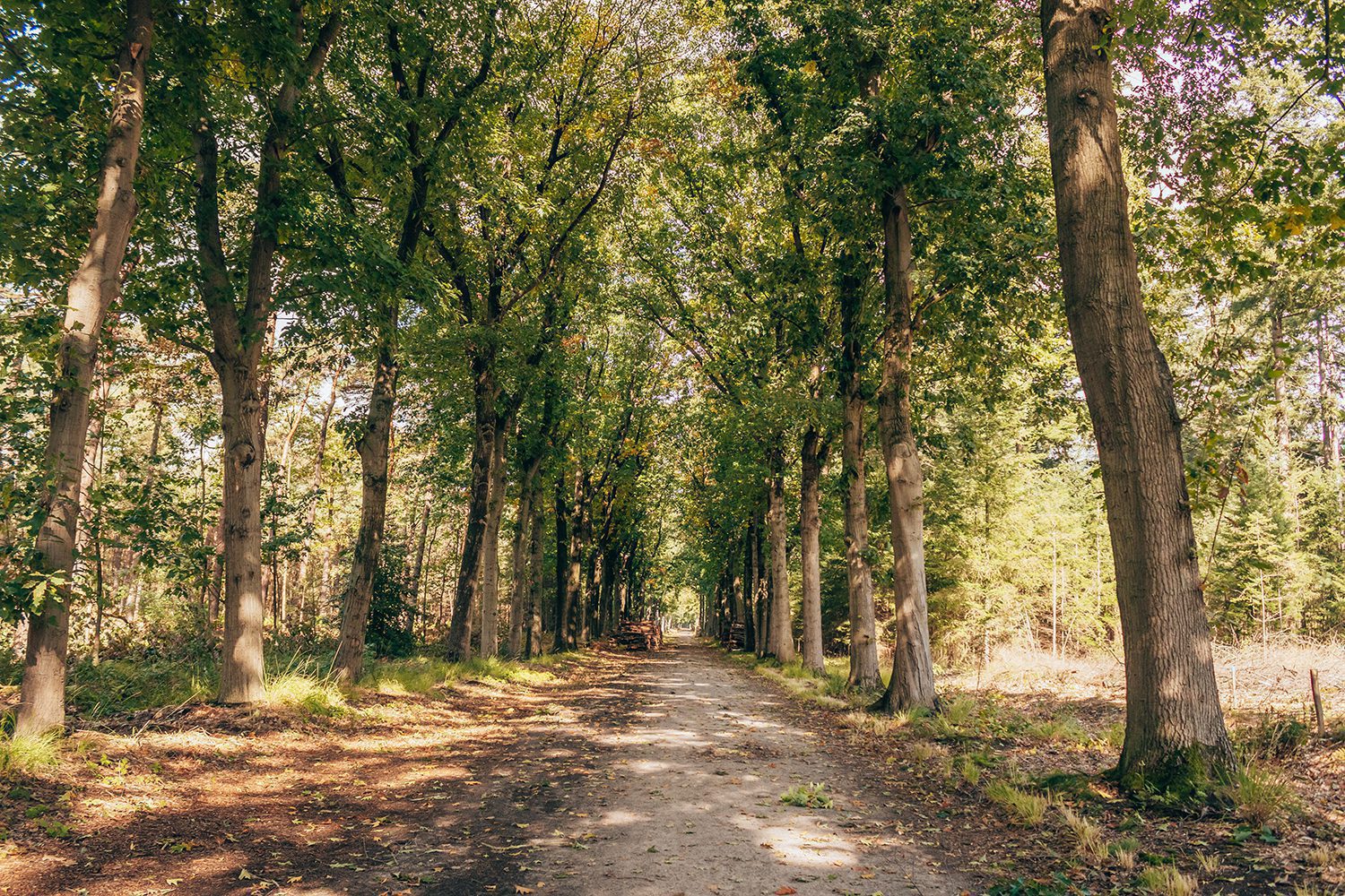 boswachterspad Mastbos