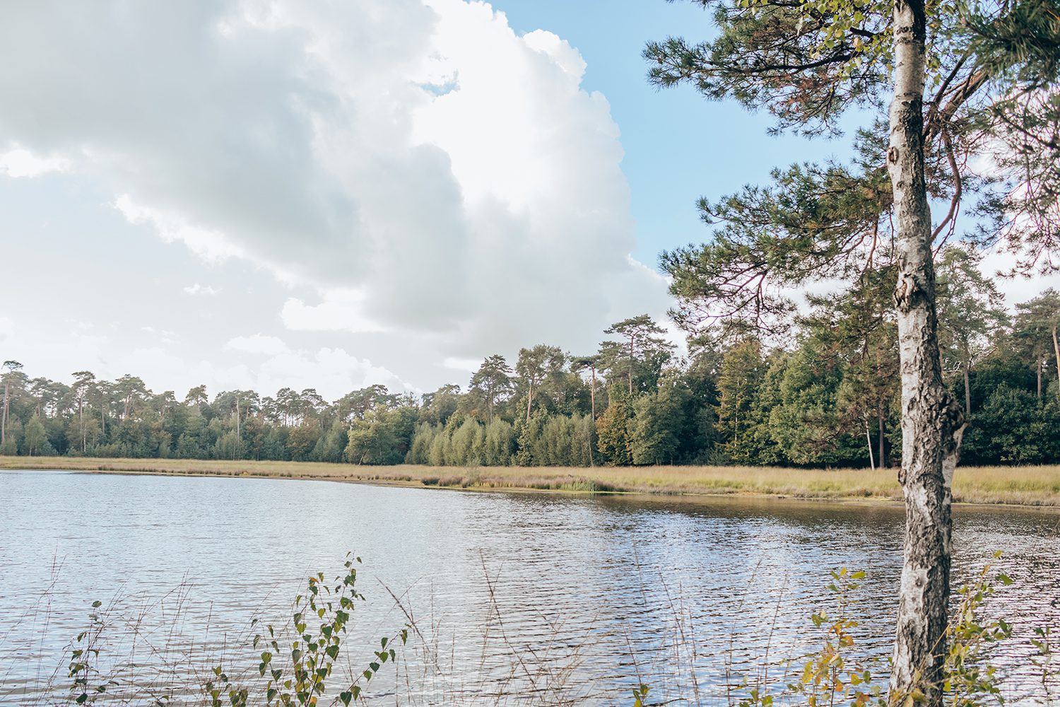 boswachterspad Mastbos