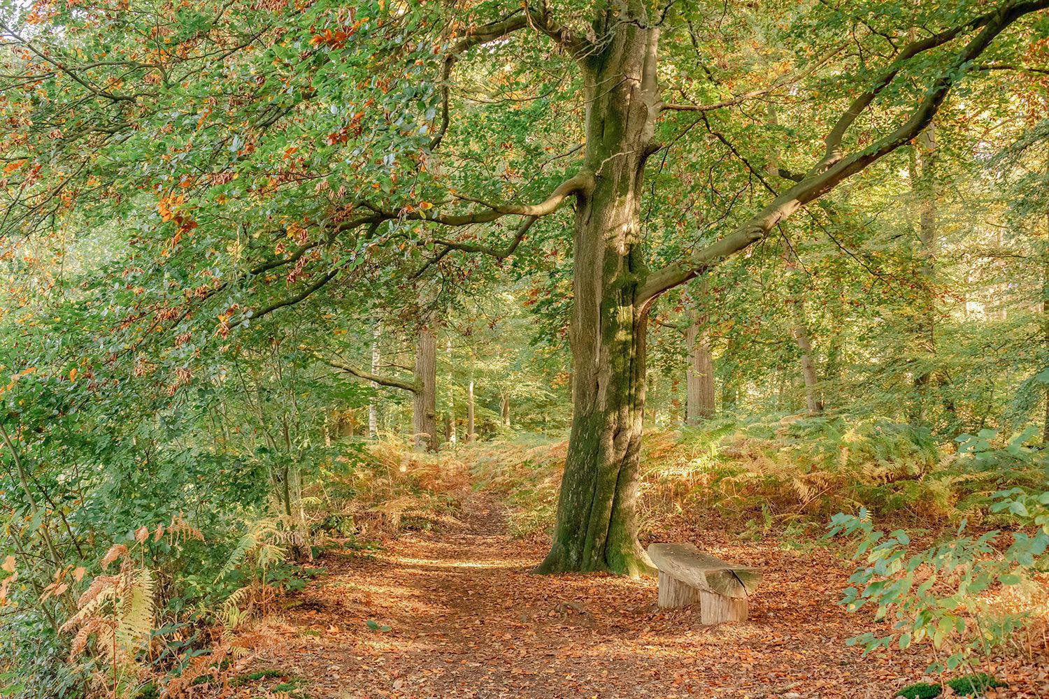 wandelroute lankheet