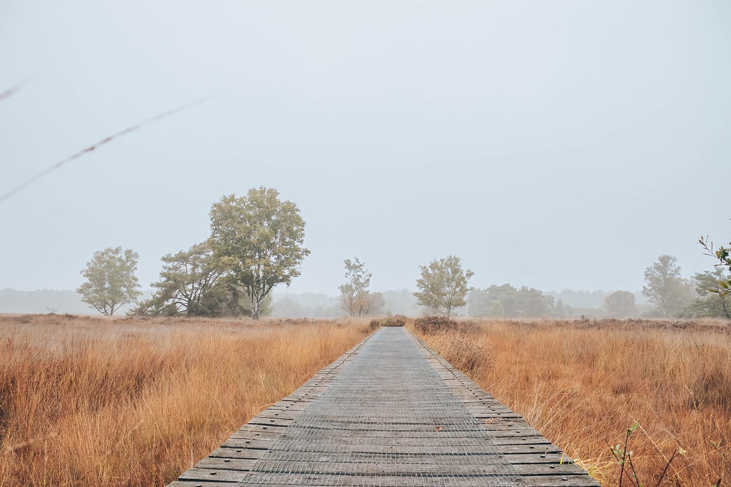 wandelen steenhaarplassen