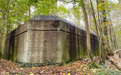 Vleermuisroute door het Staelduinse Bos