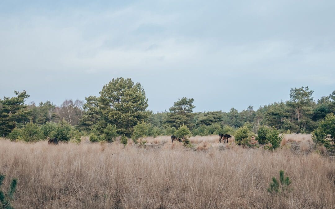 wandelroute Maashorst