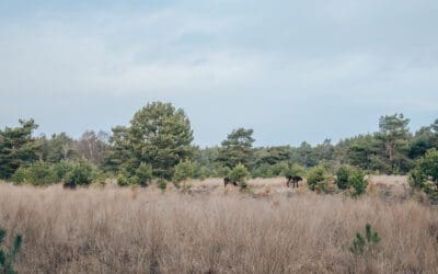 Wandelroute knooppunten De Maashorst