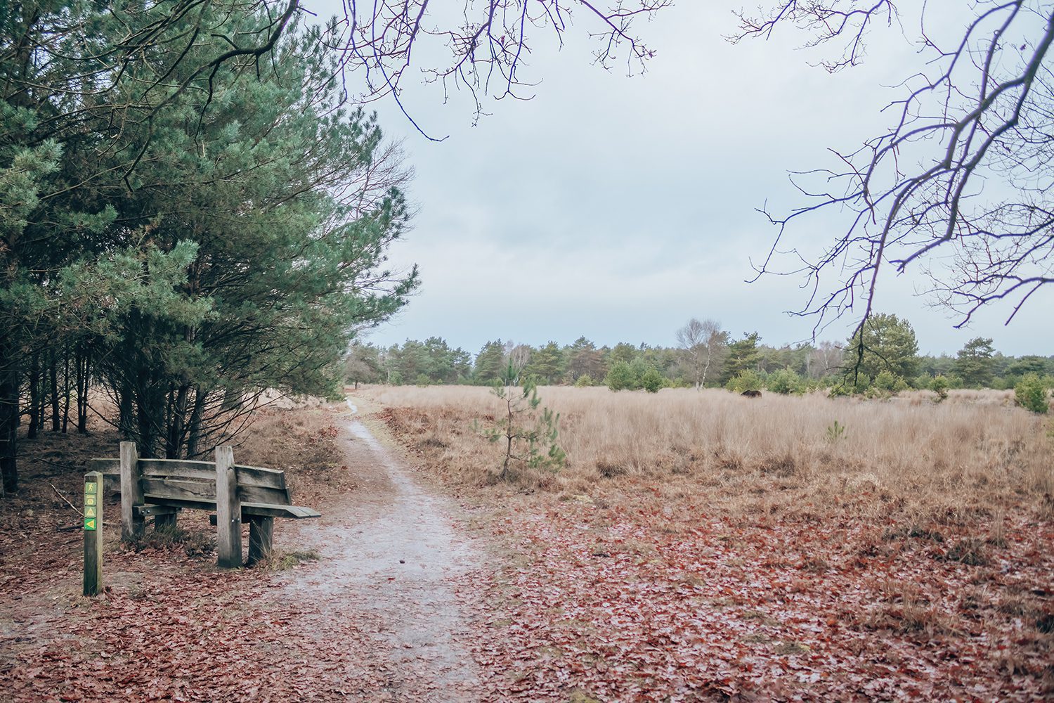 wandelroute Maashorst