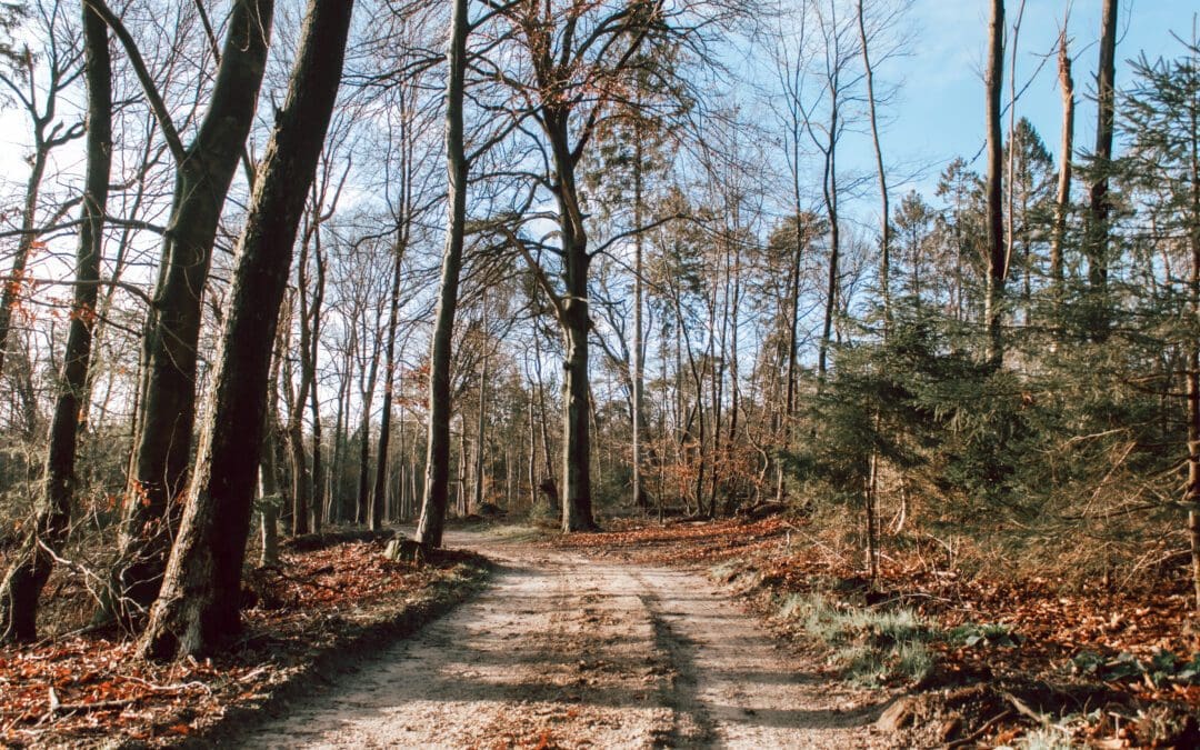 wandelroute Maarsbergen