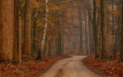 Wandeling Putterbos bij Putten