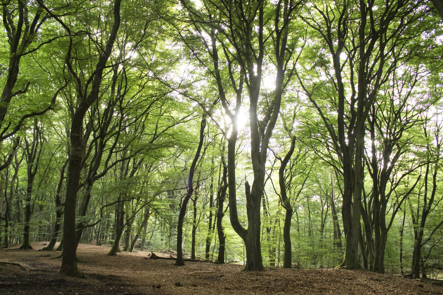 wandelen Garderen