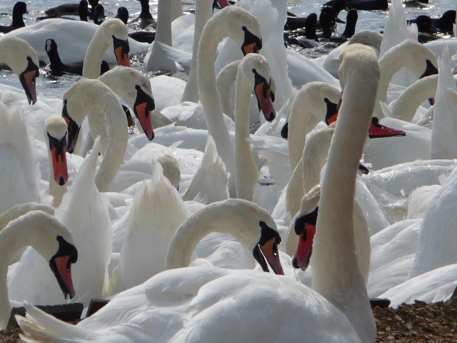 Abbotsbury Swannery