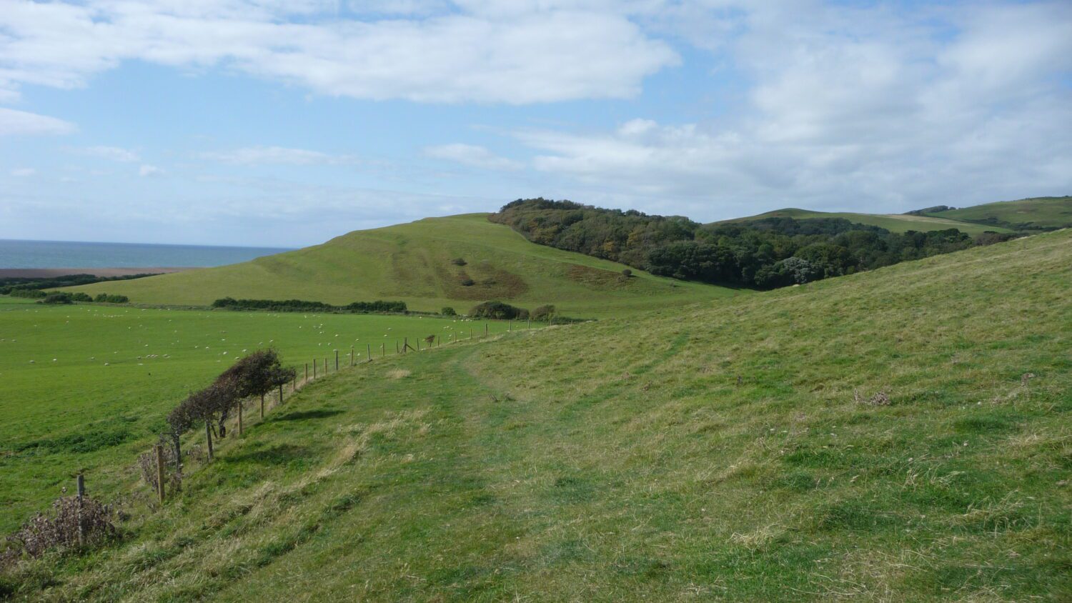 Abbotsbury Swannery