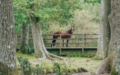 Wandelen door New Forest National Park