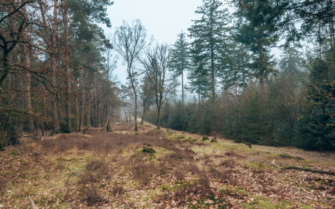 zuylestein