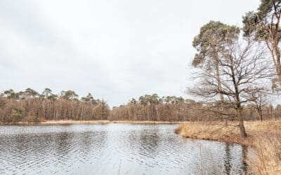 Wandelroute 14 vennen Oisterwijkse Bossen & Vennen 