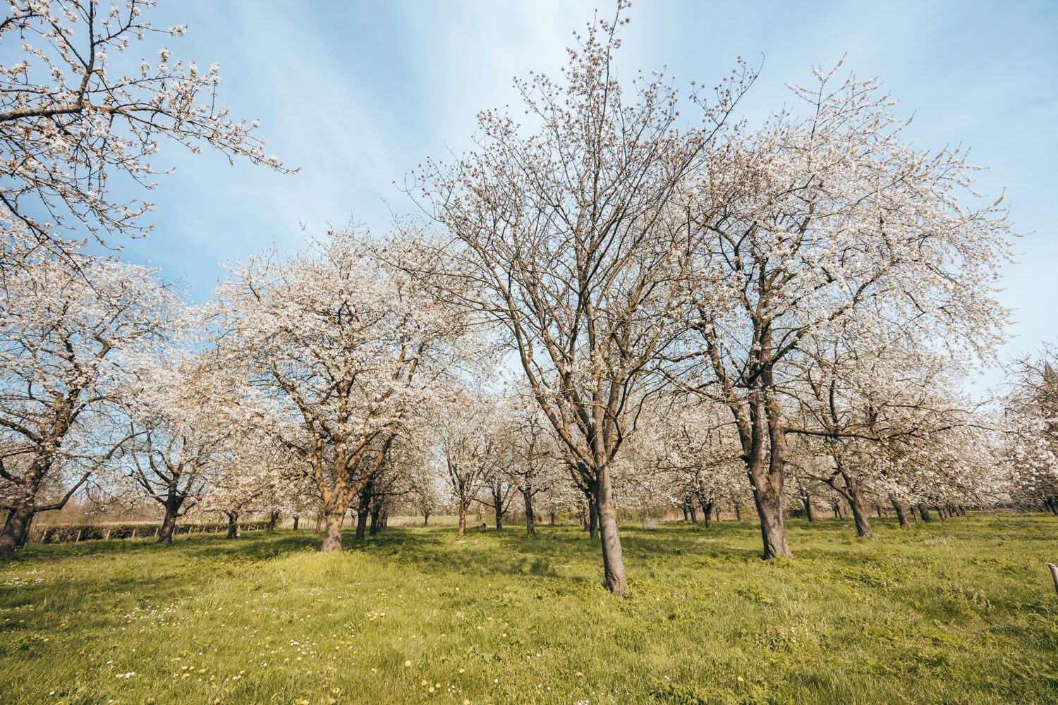 wandelen betuwe