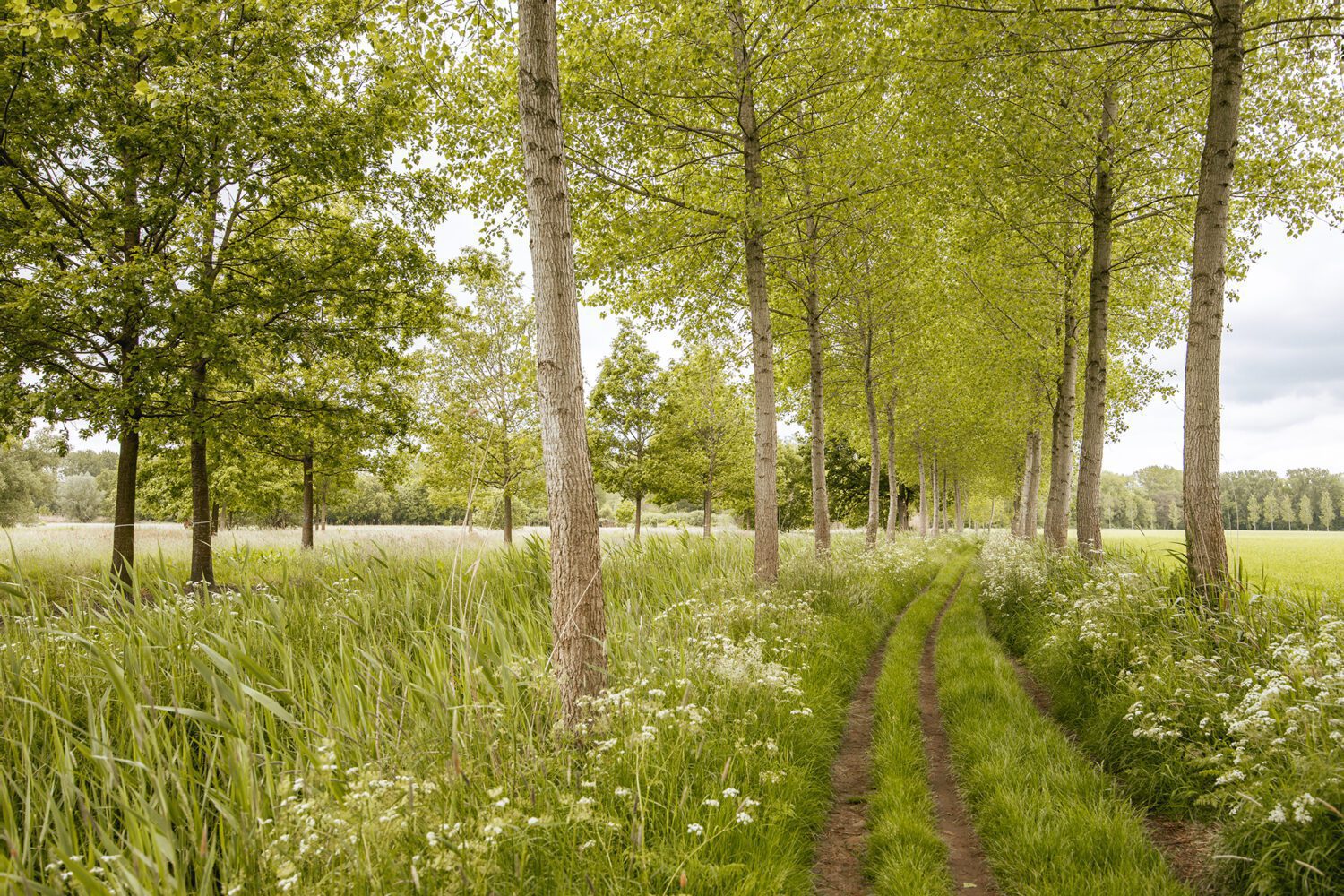 wandelen langs de dommel