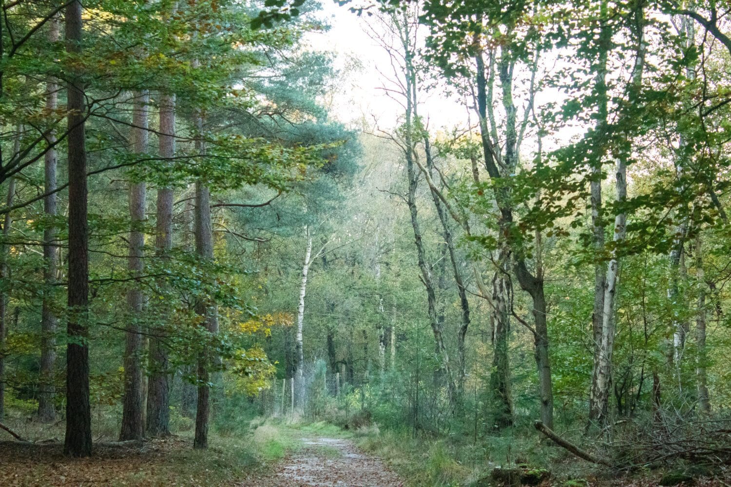 wandelroute Kaapse Bossen