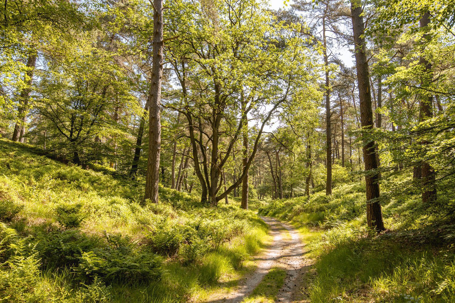 wandelroute wilhelminadal