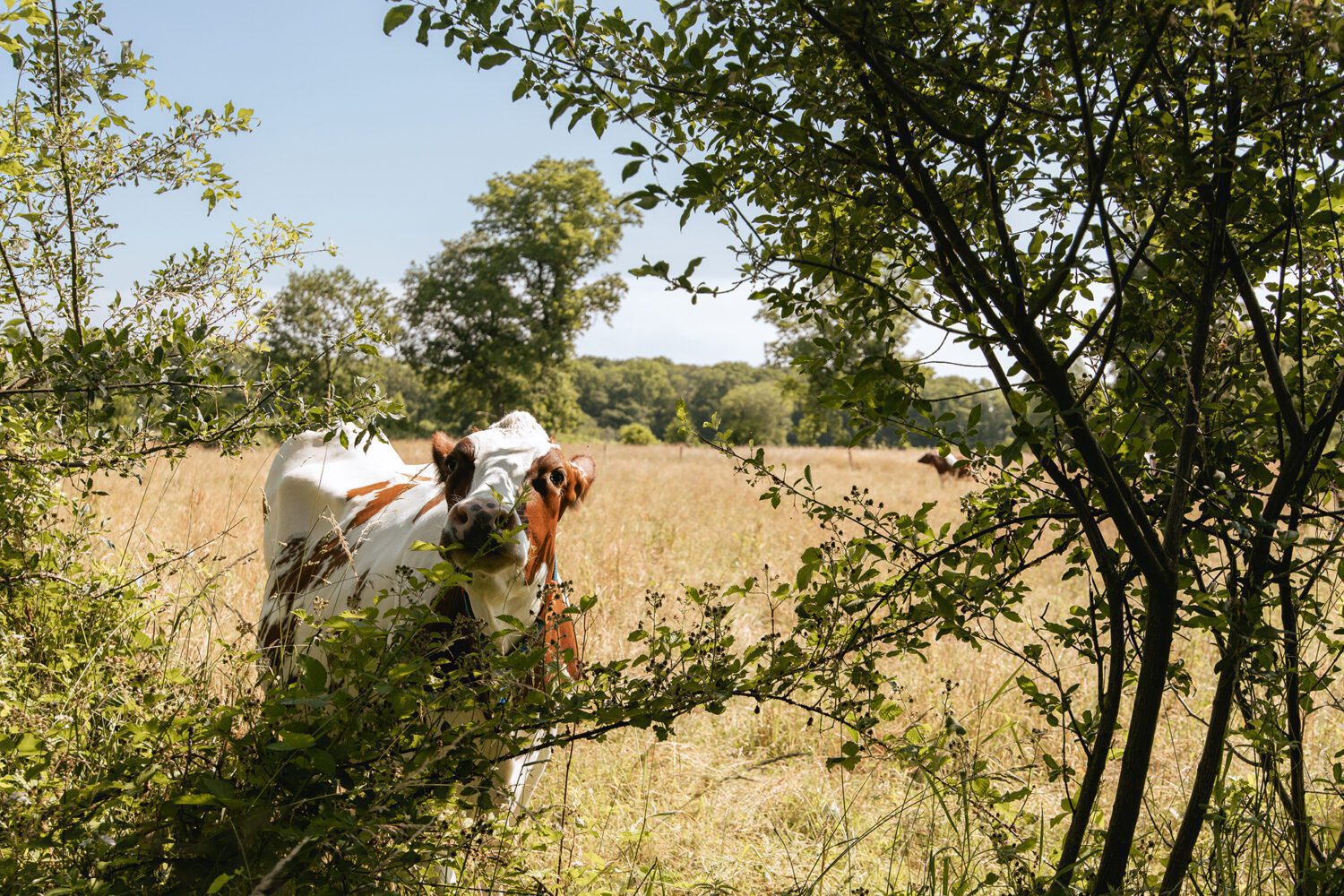 wandelen hackfort