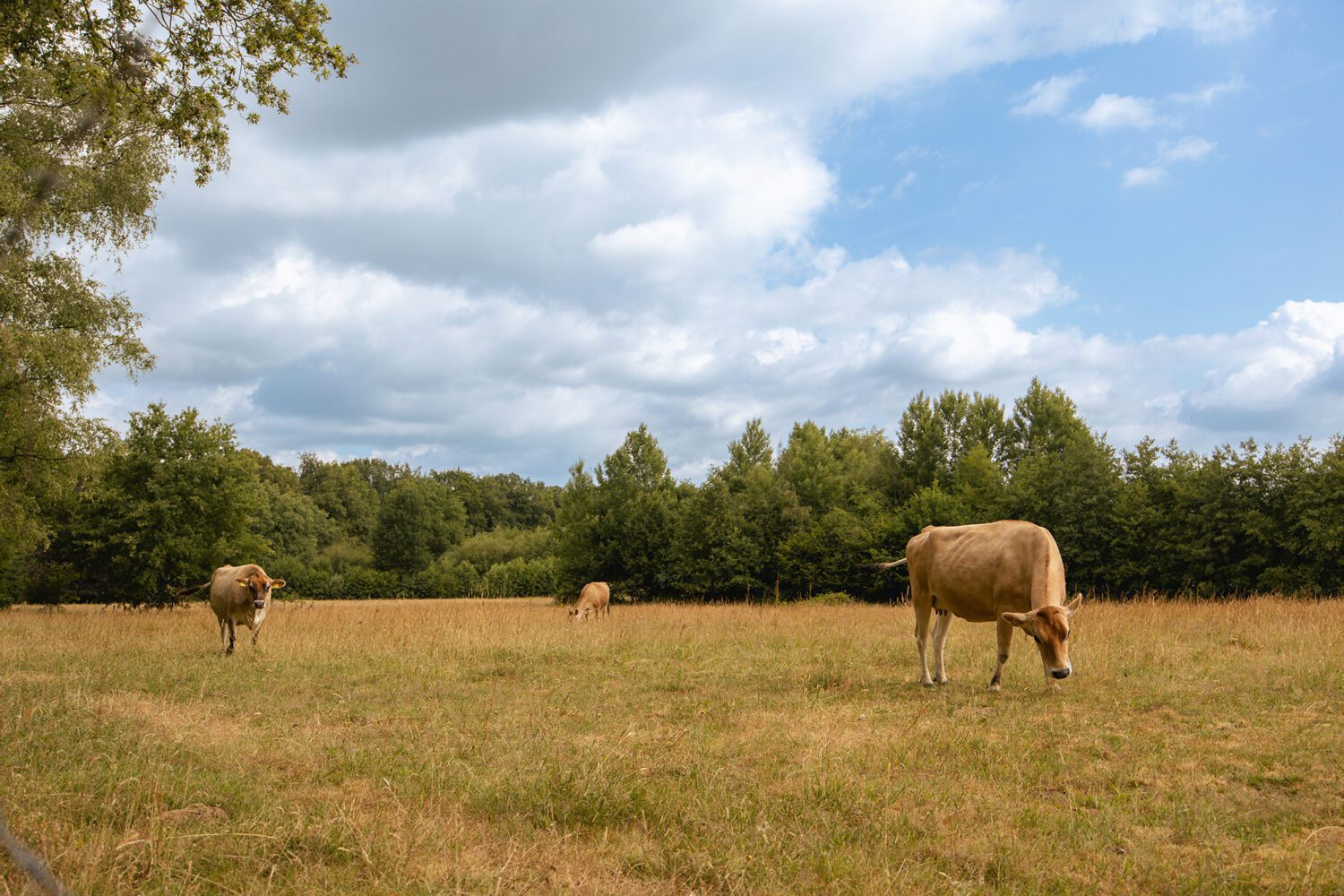 wandelen de hagen