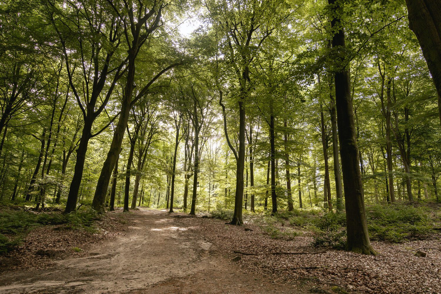 wandelroute lochemse berg